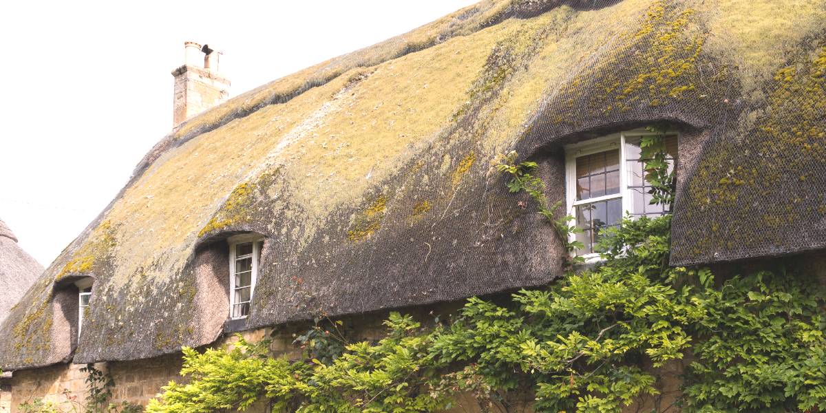 rieten dak onderhouden