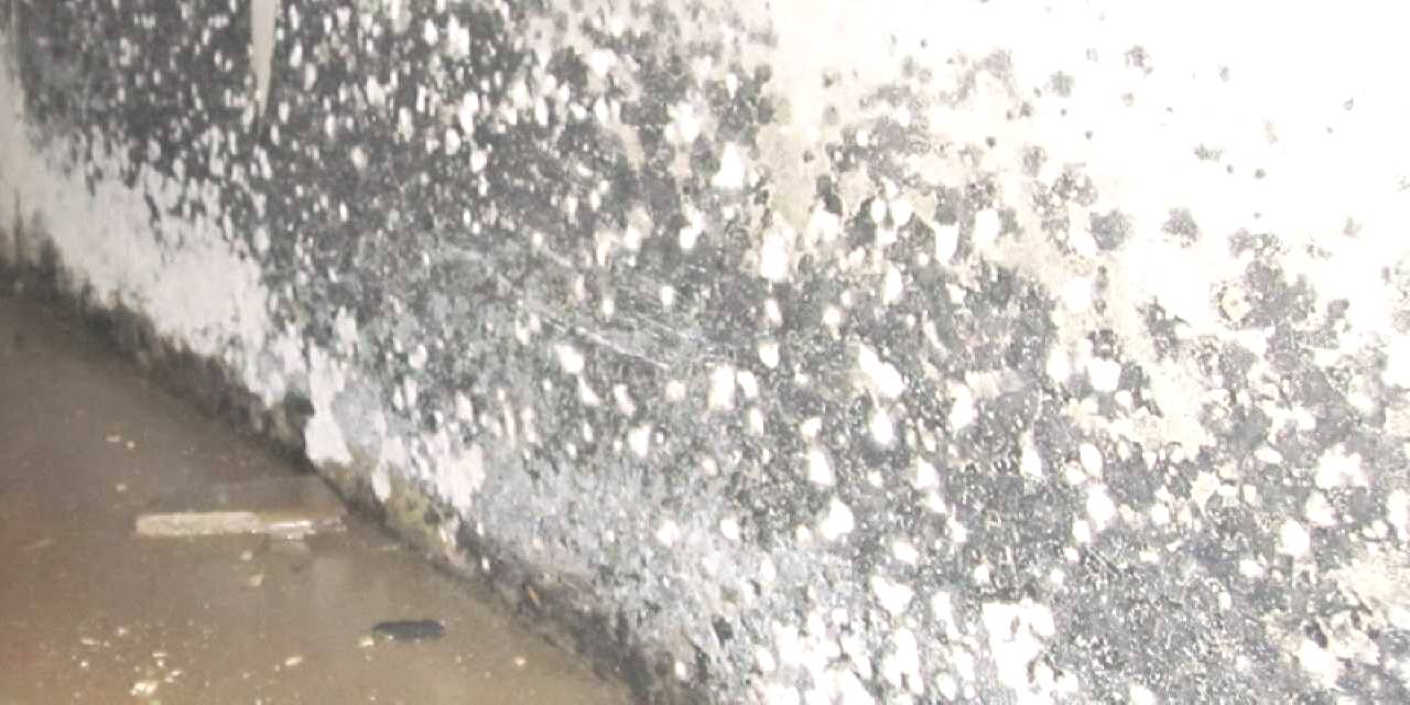 schimmel in kelder @city