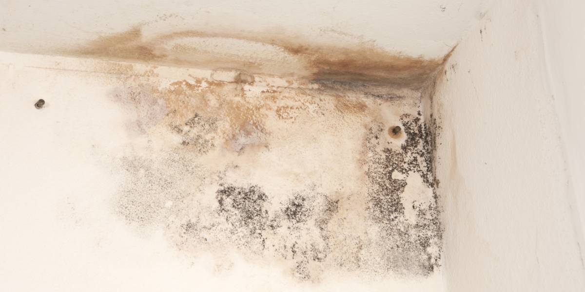 schimmel op muren @city