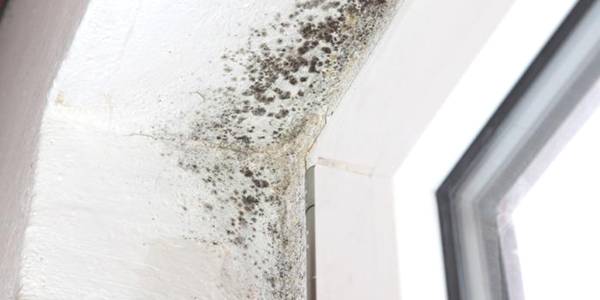 waarom schimmel laten verwijderen in @city