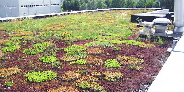 groendak dakbedekking bij plat dak renovatie