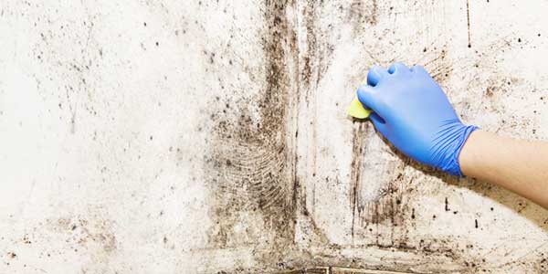 Vochtproblemen: Schimmels